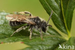 Zadeldwergzandbij (Andrena falsifica)