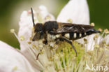 Duinkegelbij (Coelioxys mandibularis)