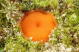 Oranje mosbekertje (Neottiella rutilans)