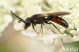 Pantserbloedbij (Sphecodes gibbus)