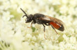 Sphecodes ephippius