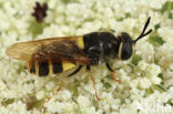 banded general (Stratiomys potamida)