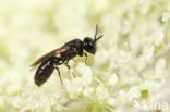 Zompmaskerbij (Hylaeus gredleri)