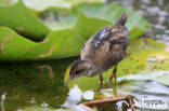 Little Crake (Porzana parva)