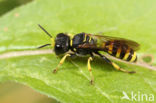 Ectemnius lituratus