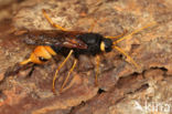banded horntail