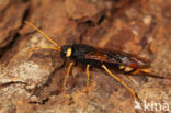 banded horntail