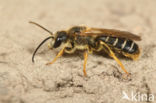 Halictus quadricinctus