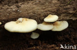 Week oorzwammetje (Crepidotus mollis)