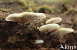 Peeling Oysterling (Crepidotus mollis)