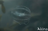 sea gooseberry (Pleurobrachia pileus)