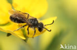 Zadeldwergzandbij (Andrena falsifica)