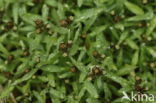 Marsh Cudweed (Gnaphalium uliginosum)