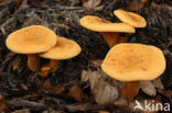 Valse hanenkam (Hygrophoropsis aurantiaca)