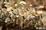 Conifercone Cap (Baeospora myosura)