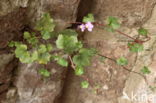 Muurleeuwenbek (Cymbalaria muralis)