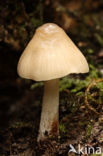 Streepsteelmycena (Mycena polygramma)