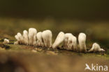 Phleogena faginea