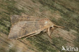 Populierengouduil (Xanthia ocellaris)