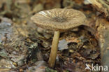 Pronkhertenzwam (Pluteus umbrosus)