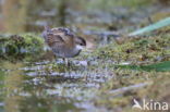 Little Crake (Porzana parva)