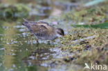 Little Crake (Porzana parva)