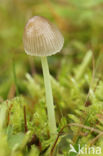 Graskleefsteelmycena (Mycena epipterygia)