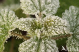 Grote brandnetel (Urtica dioica)