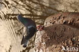 Stadsduif (Columba livia domestica)