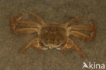 chinese mitten crab (Eriocheir sinensis)