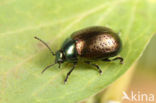 Groot hertshooigoudhaantje (Chrysolina hyperici)