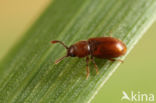 Cryptophagus punctipennis