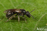 Roodpootgroefbij (Lasioglossum rufitarse)