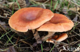 Roodbruine schijnridderzwam (Lepista flaccida)