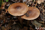 Gewone hertenzwam (Pluteus cervinus)