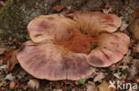 Biefstukzwam (Fistulina hepatica)