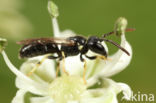 Kleine tuinmaskerbij (Hylaeus pictipes)