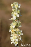 White Mullein (Verbascum lychnitis)