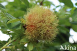 mossyrose gall wasp (Diplolepis rosae)