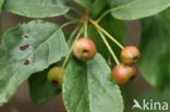 Apple tree (Malus)