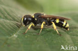 Square-headed Wasp (Ectemnius continuus)