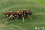 Kleine Rode Bladloper (Xylota tarda)