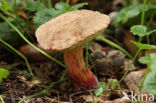 Boletus chrysenteron