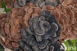 Gewoon elfenbankje (Trametes versicolor)