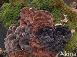 Turkey Tail (Trametes versicolor)