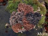 Gewoon elfenbankje (Trametes versicolor)