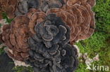 Turkey Tail (Trametes versicolor)