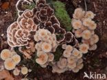 Gewoon elfenbankje (Trametes versicolor)