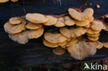 Oranje oesterzwam (Phyllotopsis nidulans)