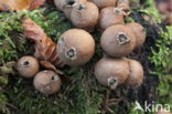 Peervormige stuifzwam (Lycoperdon pyriforme)